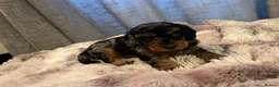 Cavapoo dogs for sale: Cavapoo F1BB puppies  in Grimsby - Advert 22