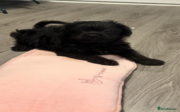 Mixed Breed dogs for sale: Shihtzu cross cocapoo (shihpoo) puppies  - Advert 8