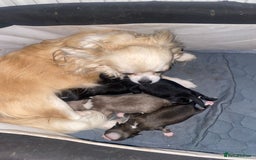 Chihuahua dogs for sale: Long haired KC chihuahuas  - Image 4