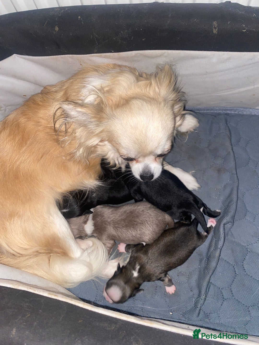 Chihuahua dogs for sale: Long haired KC chihuahuas  - Image 4