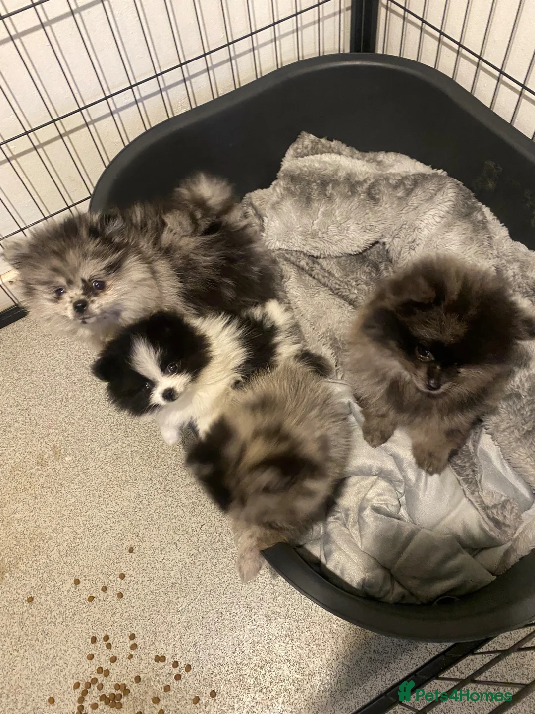 Pomeranian dogs for sale: Little bundles of fluffy joy in Reading - Advert 2