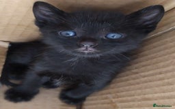 Mixed Breed cats for sale: Beautiful kittens - Image 2
