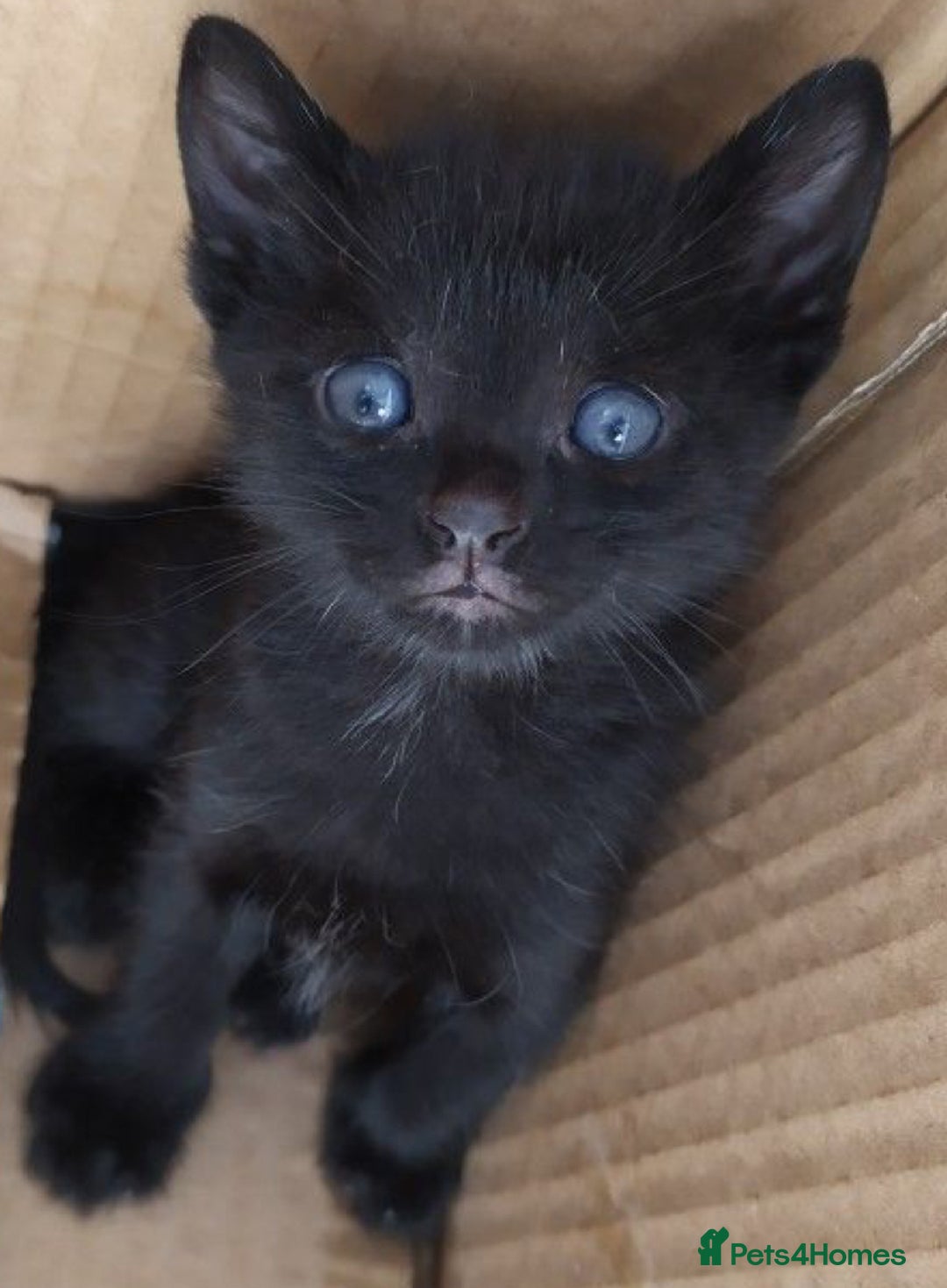 Mixed Breed cats for sale: Beautiful kittens - Image 2