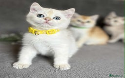 British Shorthair cats for sale: Beautiful British Shorthair kittens 🫶 - Image 14