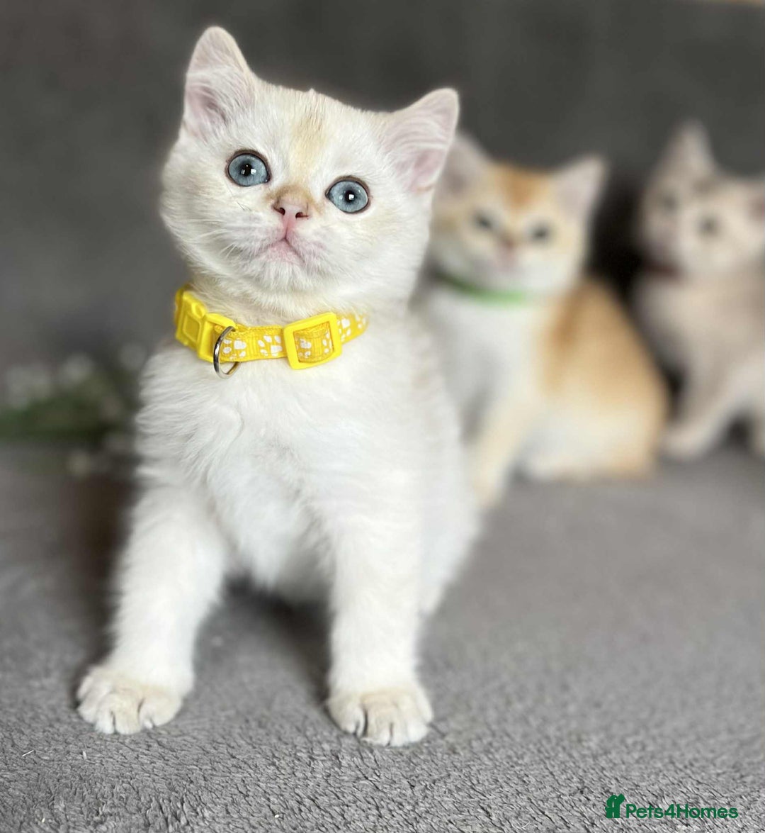 British Shorthair cats for sale: Beautiful British Shorthair kittens 🫶 - Image 14