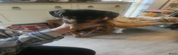 Jackshund dogs for sale: Jack russle x dachshund in Witney - Advert 7
