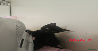 Mixed Breed cats - Advert 8
