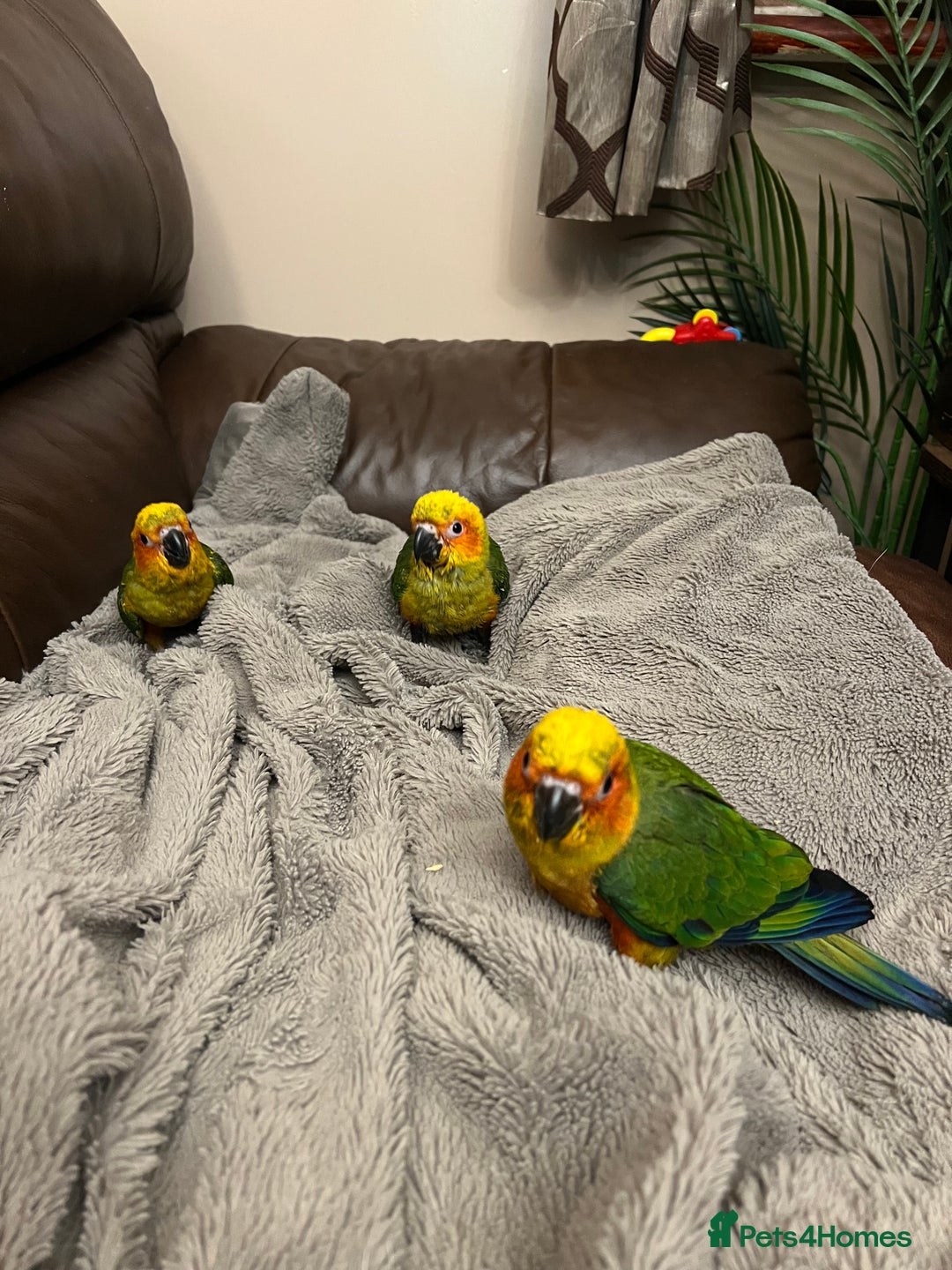 Conures birds for sale: Handreared baby sun conures - Advert 4