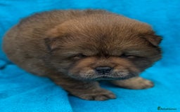 Chow Chow dogs for sale: KC Reg Chow Chow Puppies  - Image 18