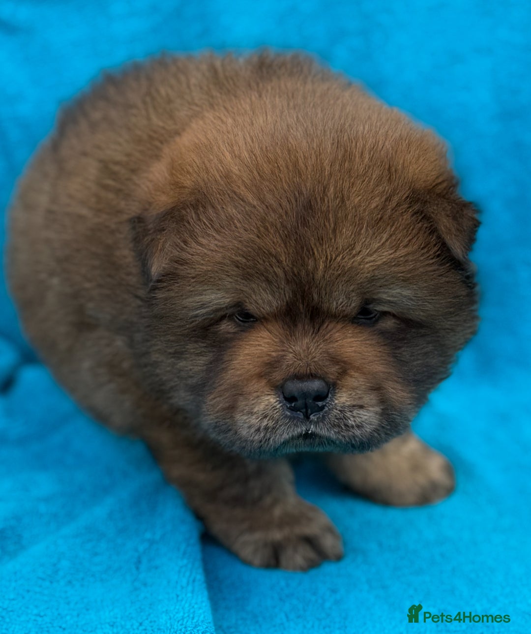 Chow Chow dogs for sale: KC Reg Chow Chow Puppies  - Image 18