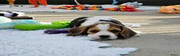 Beagle dogs for sale: Stunning Litter of KC Registered Beagle Pups  in Thirsk - Advert 30