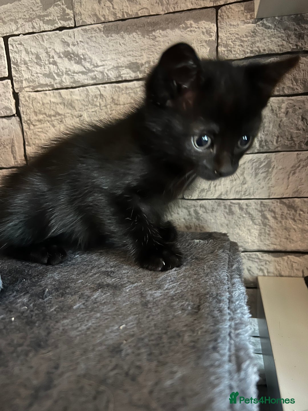 Mixed Breed cats for sale: Cuddle Puddle - Image 7