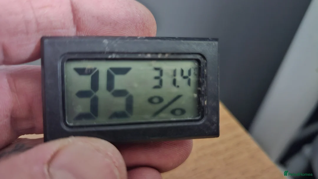 Leopard Gecko reptiles for sale: Leopard gecko full set up ready to go - Advert 7