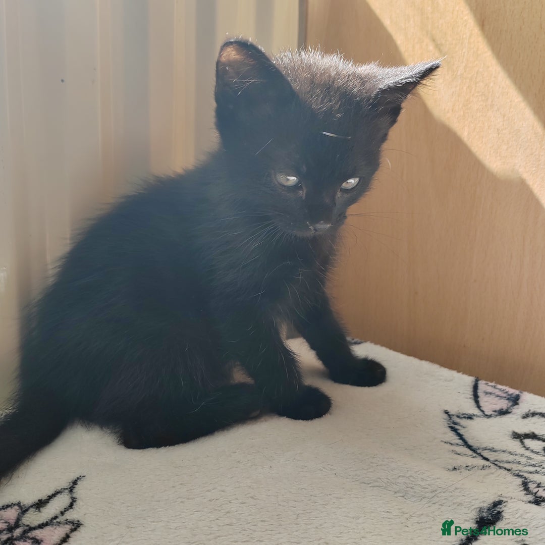 Mixed Breed cats for sale: One black boy ready to go - Image 14