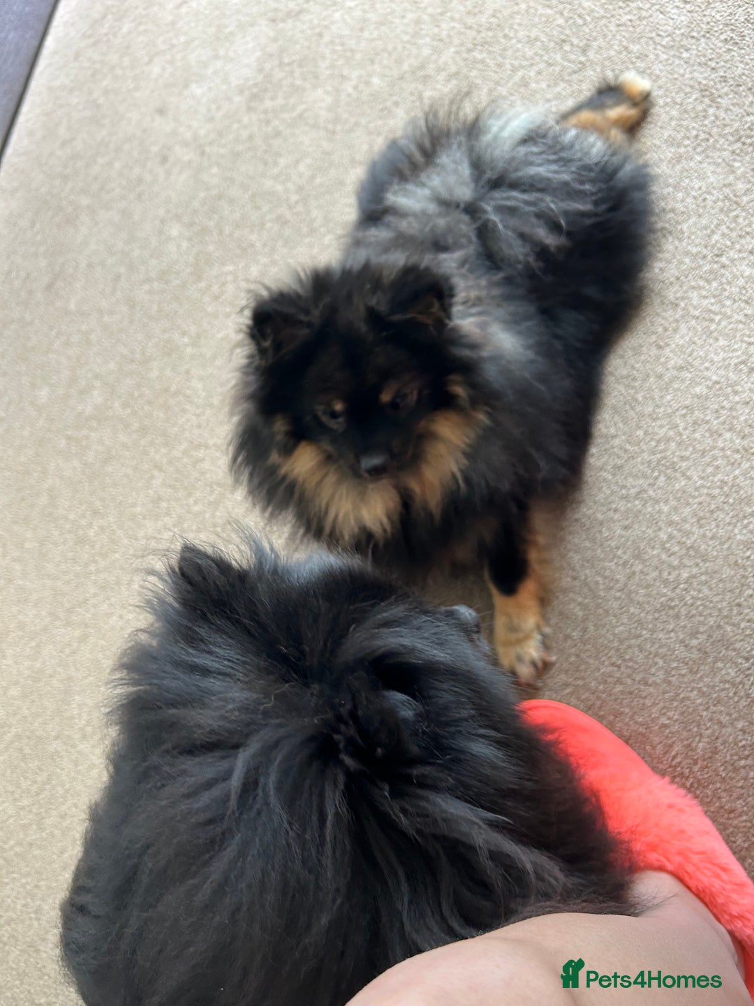 Pomeranian dogs for sale: Pure Fluffy Pomeranians - Image 3