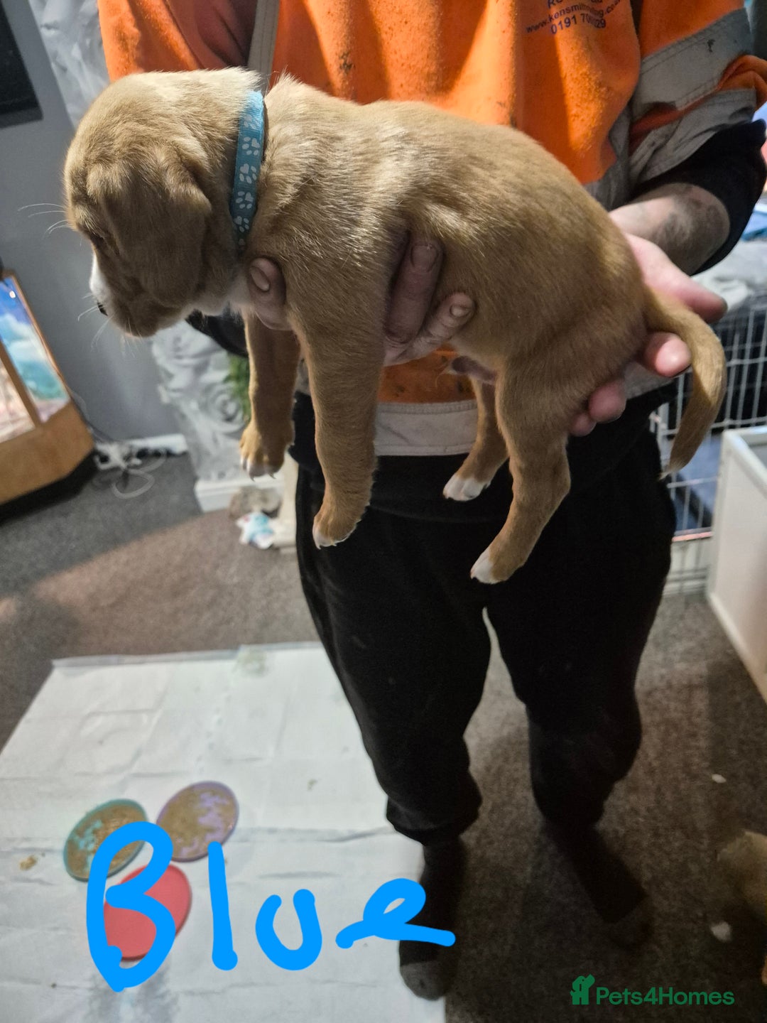 Springador dogs for sale: 3 springador puppies for sale  - Advert 8