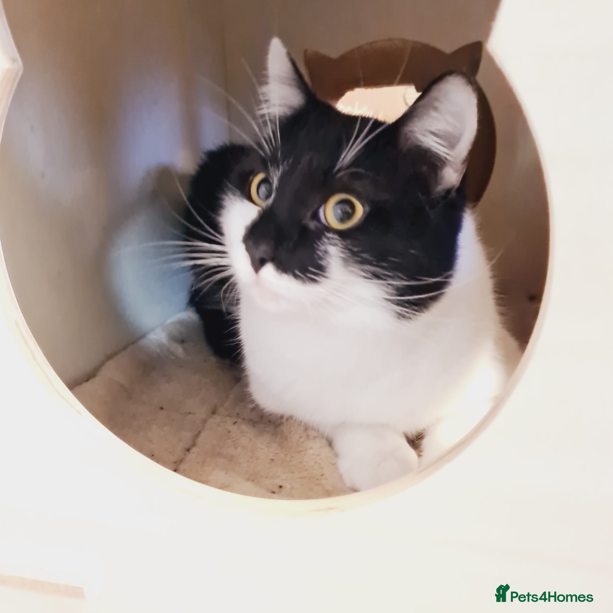 Mixed Breed cats 🐾 VIVU 🐾 - a Lovely Cat for a Loving Home - Advert 11