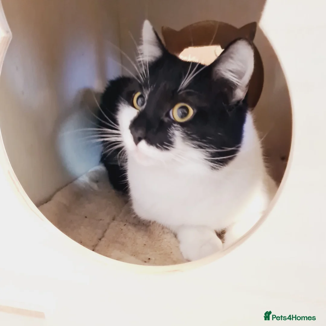 Mixed Breed cats for adoption: 🐾 VIVU 🐾 - a Lovely Cat for a Loving Home - Advert 1