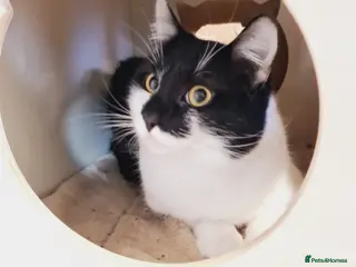 Mixed Breed cats 🐾 VIVU 🐾 - a Lovely Cat for a Loving Home - Advert 11