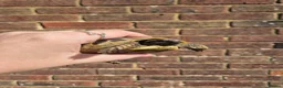 Hermann Tortoise reptiles for sale: Hermanns Tortoise & Set Up in Salisbury - Advert 2
