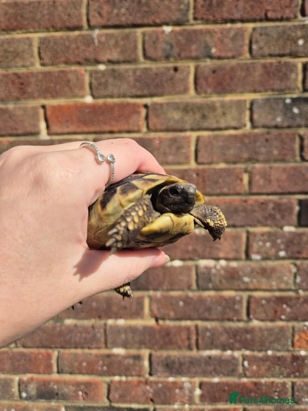 Hermann Tortoise reptiles for sale: Hermanns Tortoise & Set Up in Salisbury - Advert 2