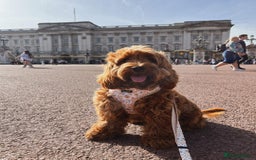 Cockapoo dogs for sale: Beautiful 7Month-Old Puppy Luna - Image 3