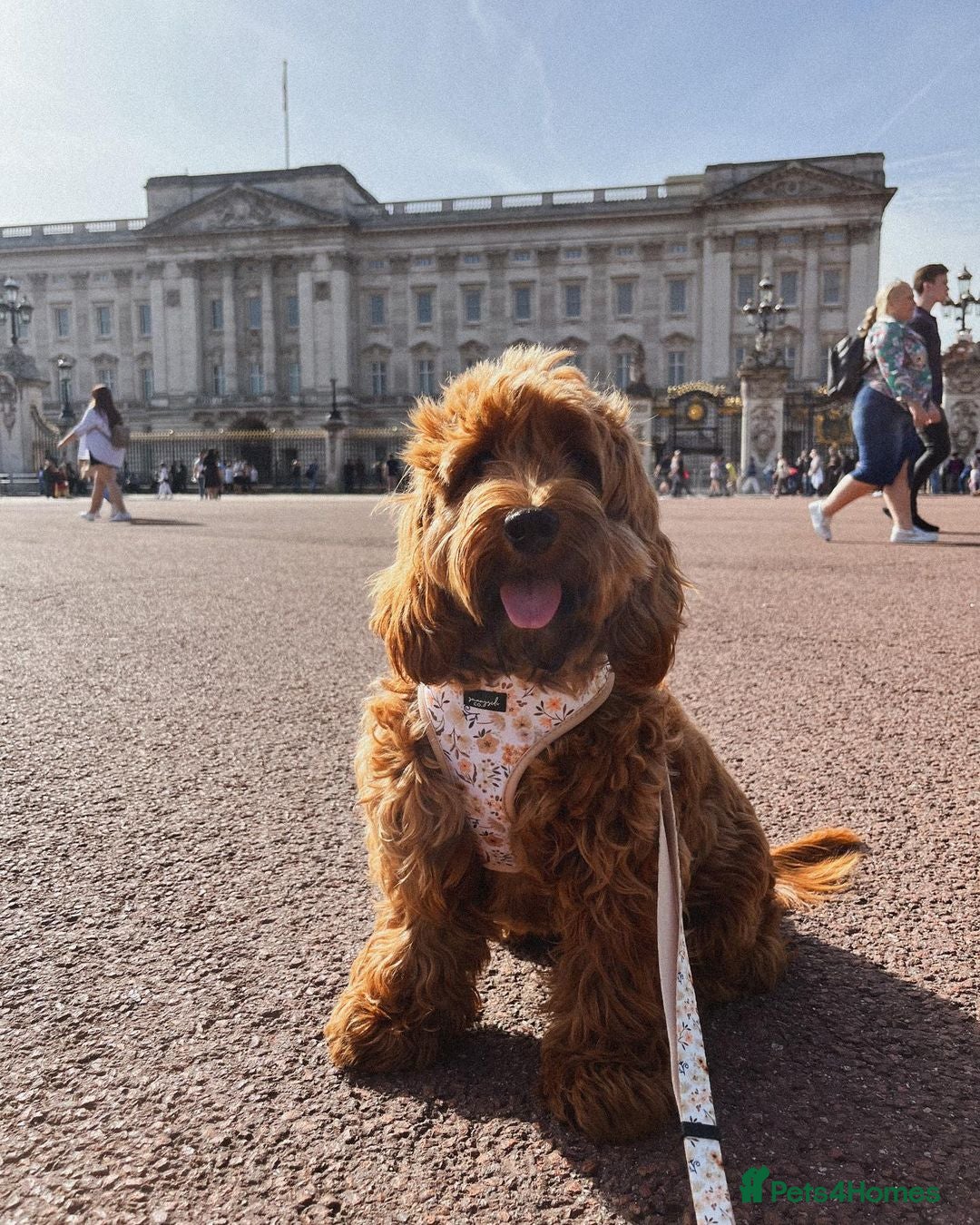 Cockapoo dogs for sale: Beautiful 7Month-Old Puppy Luna - Image 3