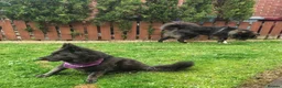 Caucasian Shepherd Dog dogs for sale: ***FERN RESCUE* 1 YR OLD CAUCASIAN SHEPARD in Glasgow - Advert 18