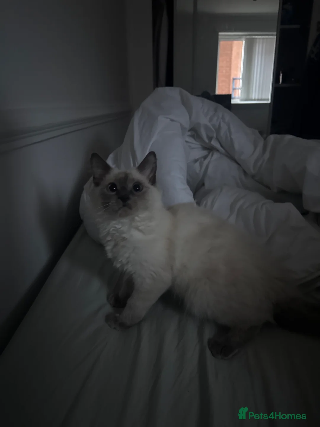 Ragdoll cats for sale: This is snow  - Advert 2