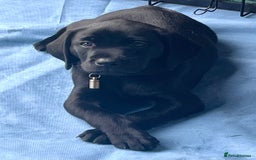Labrador Retriever dogs for sale: Black Labradors looking for their forever homes - Image 12