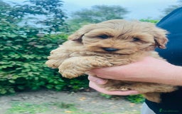 Labradoodle dogs for sale: Chunky Miniature Soft Curled Labradoodle Pups - Image 8
