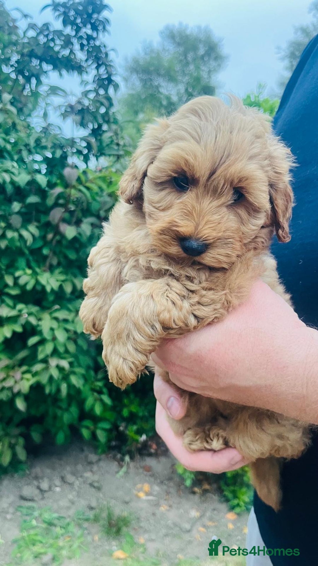 Labradoodle dogs for sale: Chunky Miniature Soft Curled Labradoodle Pups - Image 8