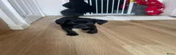 Labrador Retriever dogs for sale: 8 gorgeous Labrador puppies  - Advert 5