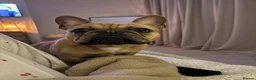 French Bulldog dogs for sale: Frank 11 month French bulldog - Advert 3