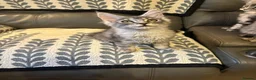 Maine Coon cats for sale: 3 Beautiful Maine Coon kittens forsale in Ammanford - Advert 12