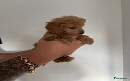 Cockapoo dogs for sale: cockapoo puppies  - Image 5