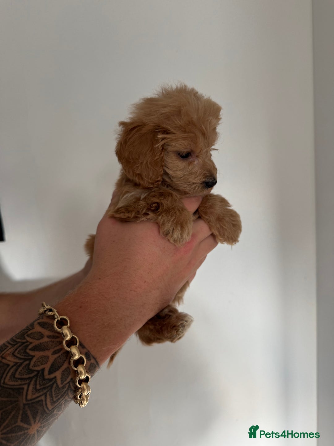 Cockapoo dogs for sale: cockapoo puppies  - Image 5