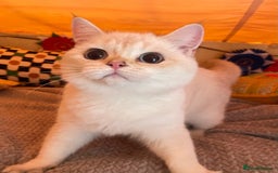 British Shorthair cats for sale: Older rare goldens n c/points 🐱   in Ashton-under-Lyne - Advert 28