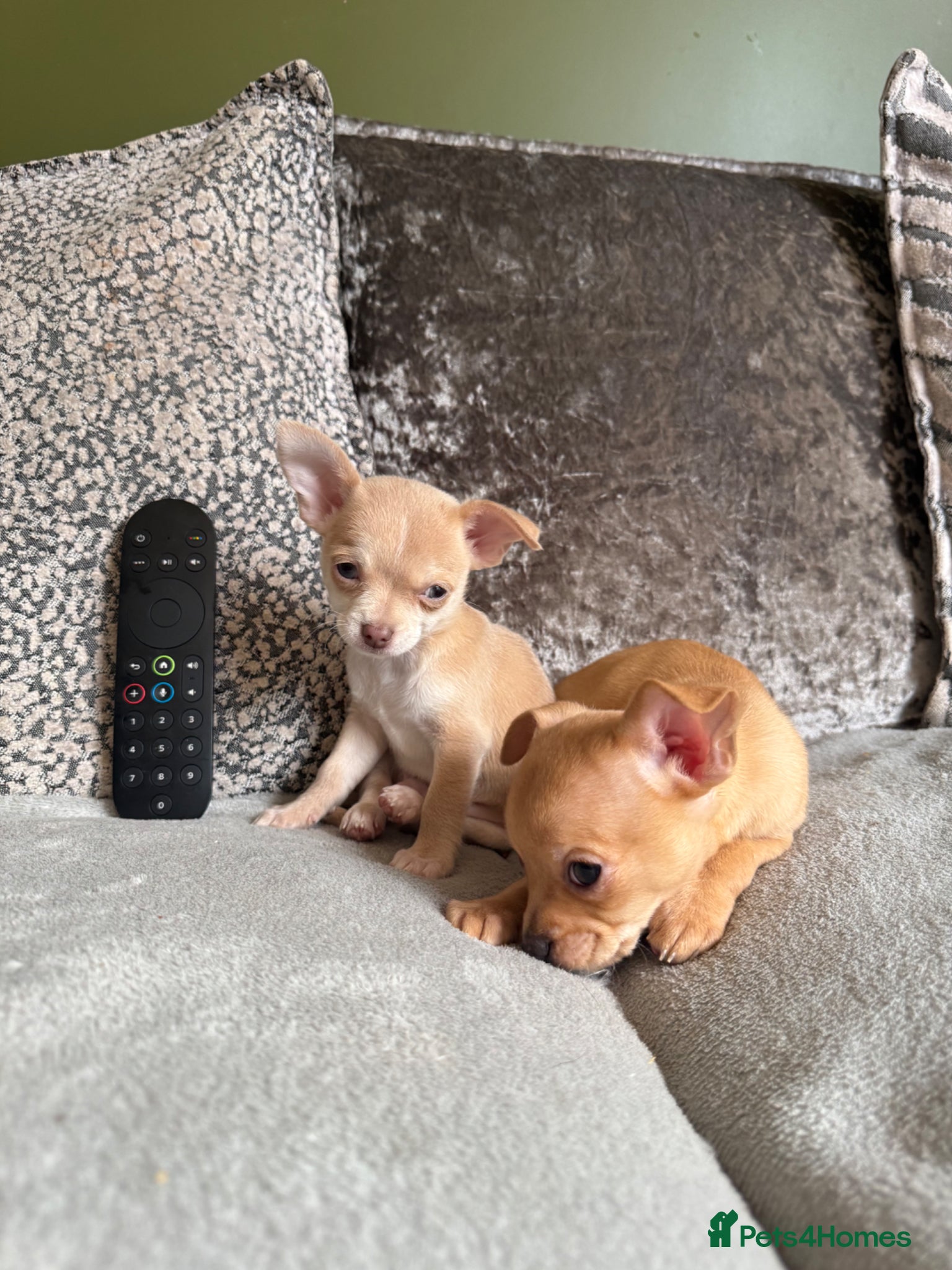 Chihuahua dogs READY NOW - 2 BOYS LEFT!! - Advert 15