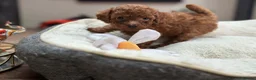 Toy Poodle dogs for sale: ✨ READY TO GO TO LOVING HOME ✨ - Advert 3