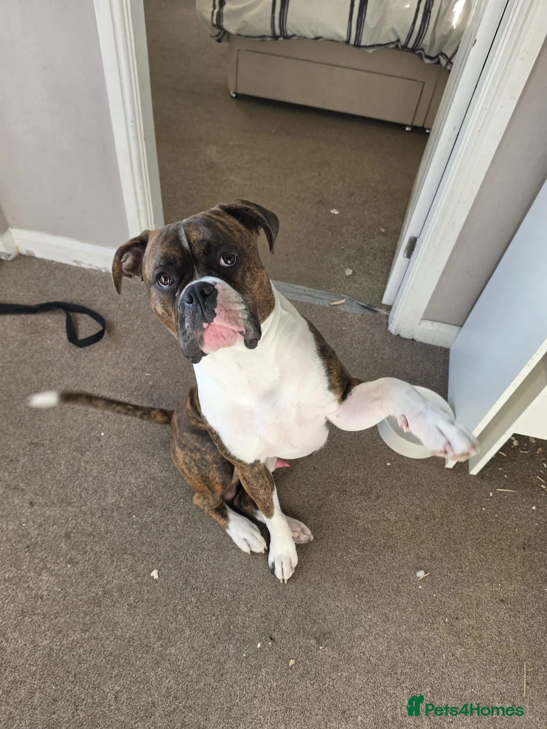 Mixed Breed dogs for sale: Reggie - Advert 2