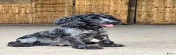 Cocker Spaniel dogs for sale: 5 working cocker spaniel puppies  - Advert 2