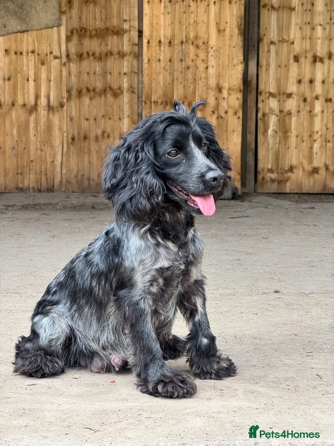Cocker Spaniel dogs for sale: 5 working cocker spaniel puppies  - Advert 2