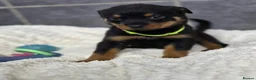 Rottweiler dogs for sale: Stunning Rottweiler pups - Advert 18