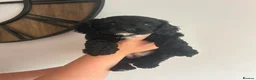Cavapoo dogs for sale: Adorable girl Toy Cavpoo puppies 🐾 - Advert 2