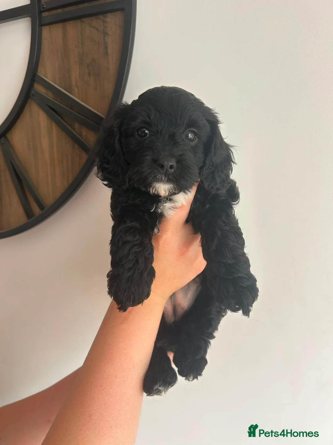 Cavapoo dogs for sale: Adorable girl Toy Cavpoo puppies 🐾 - Advert 2