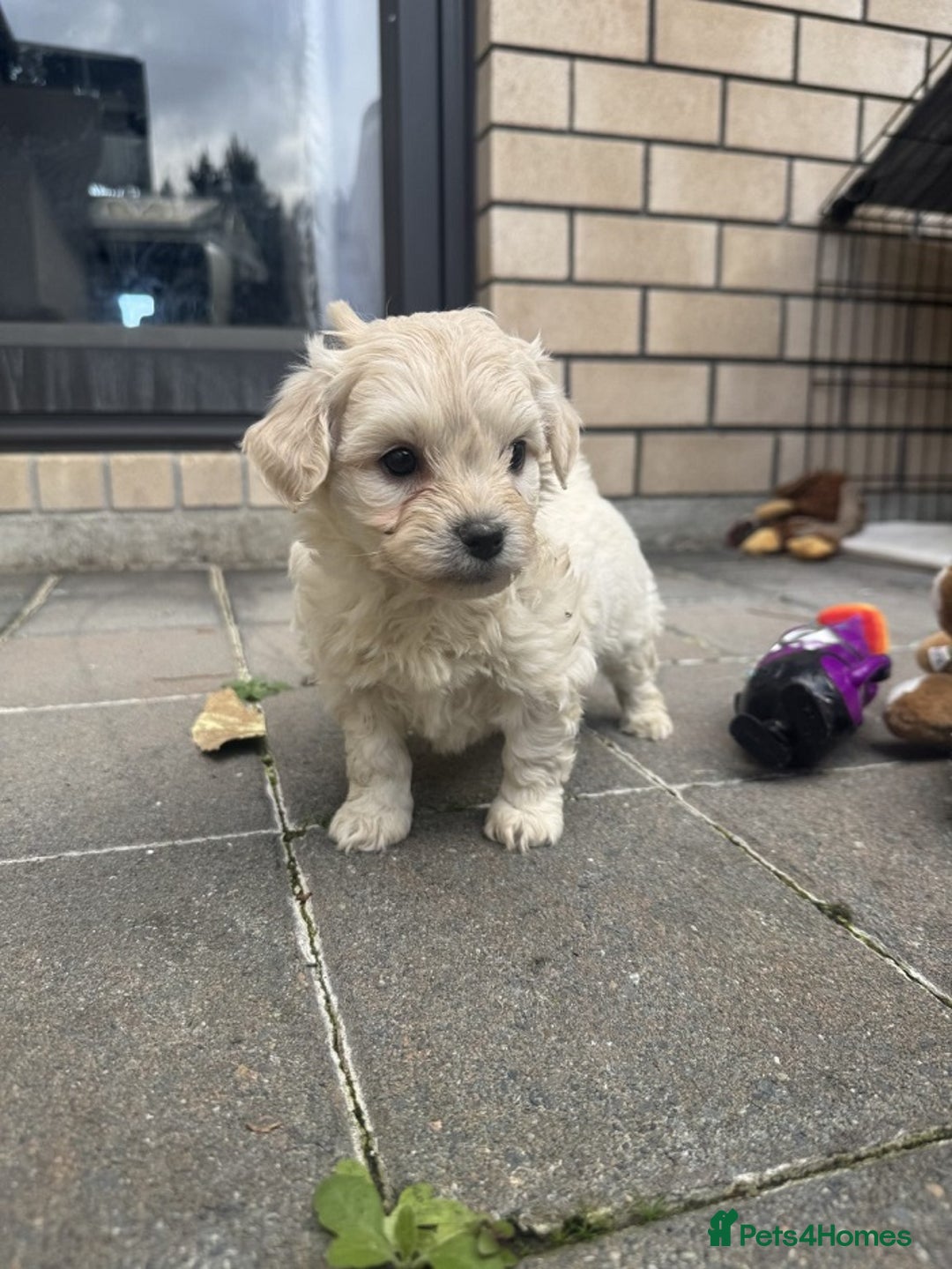 Bichon Frise dogs for sale: last 3 bichon frise remaining - Image 4