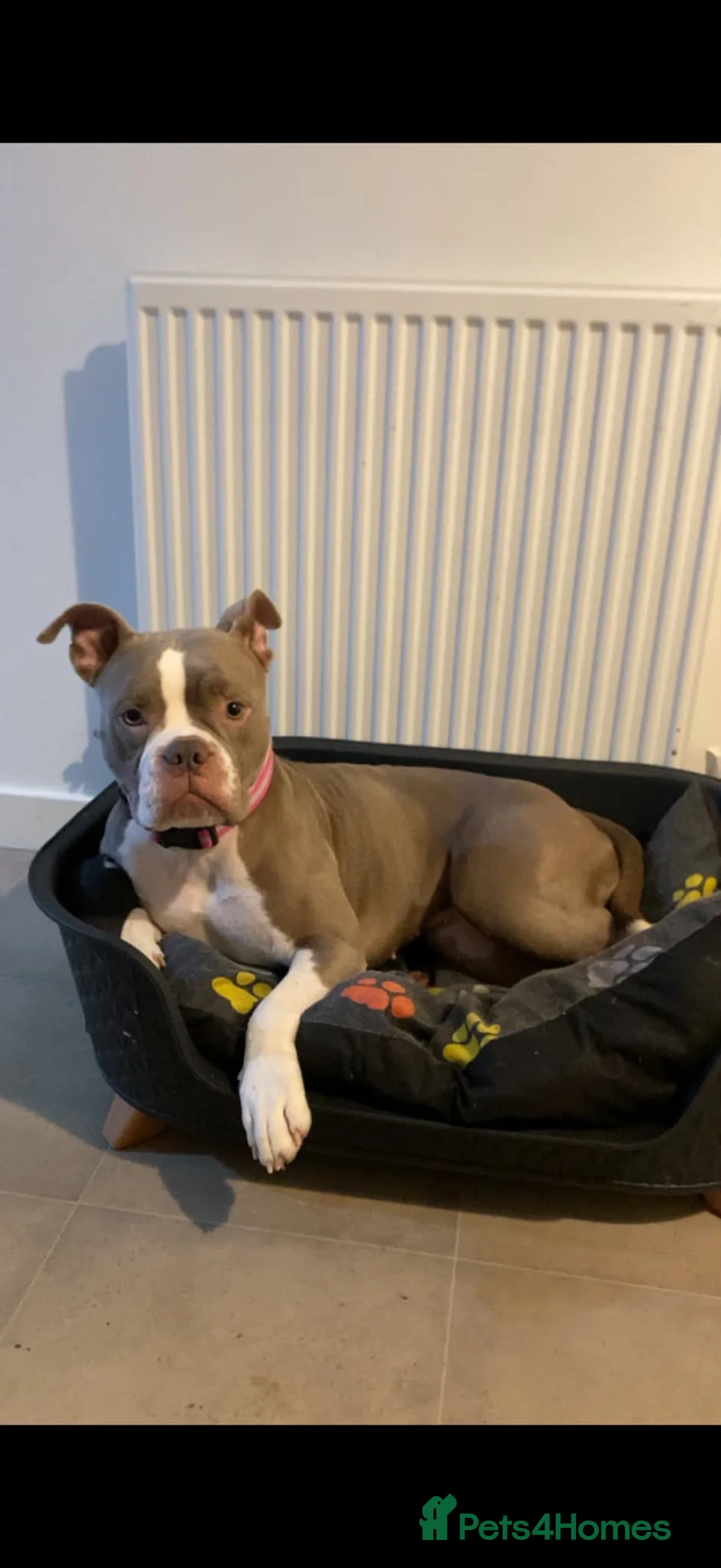 Old Tyme Bulldog dogs for sale: Old tyme bulldog needs new home urgently! - Advert 2