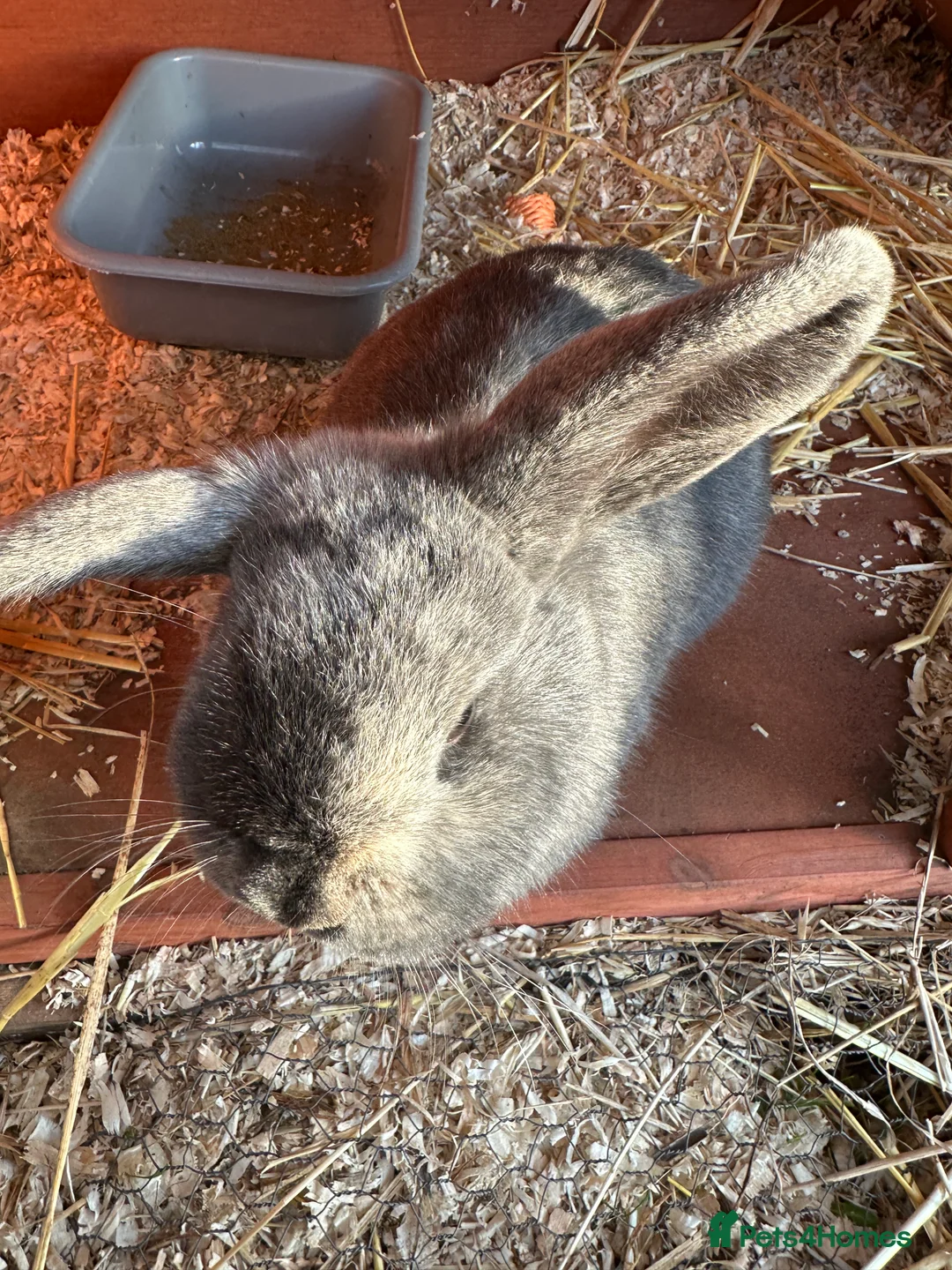 Mini Lop rabbits for sale: 2 female bonded mini lops for sale  - Advert 24
