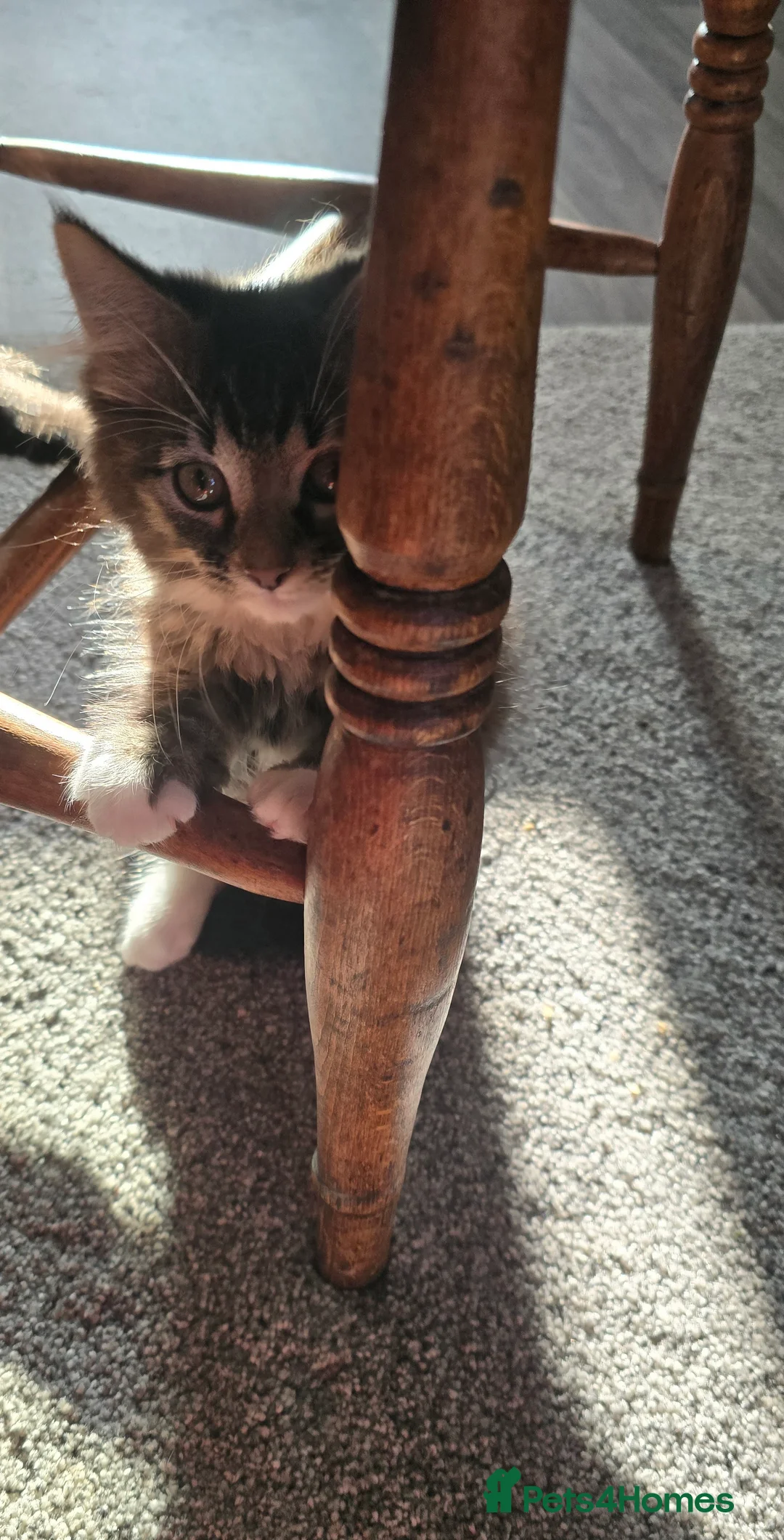 Mixed Breed cats for sale: 2 adorable kittens for sale £50 ONO - Advert 12